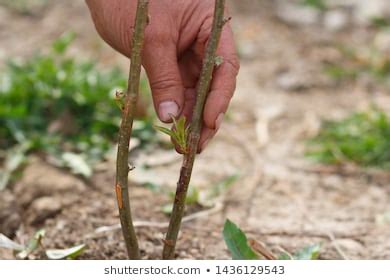 Grafting Fruit Tree Cleft Using Cuttings Stock Photo