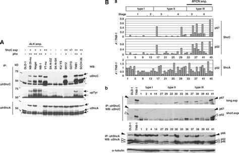 A Expression And Tyrosine Phosphorylation Of Shcc In Neuroblastoma