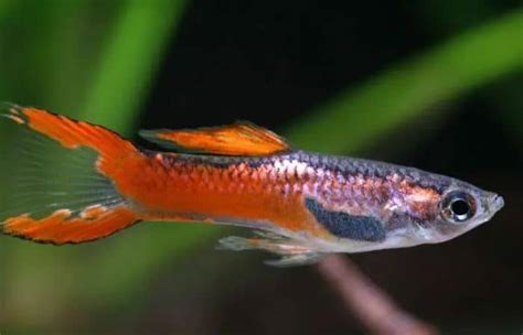 Keep Endler Guppies in the Aquarium - Aquarium-Fish-Plants.com