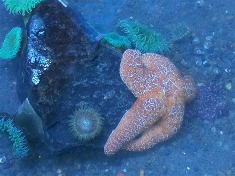 Blogger Bates: Portland Aquarium