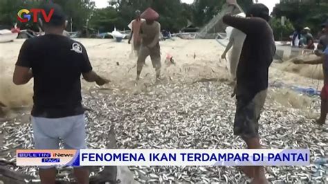 Fenomena Ikan Terdampar Di Pantai Bali BIP 13 12 YouTube