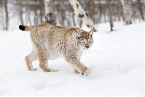 Eurasian Lynx Stock Photo Image Of Lynx Bardu Norway 35568812