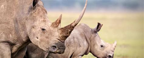 World First Scientists Make Live Rhino Horns Radioactive To Fight