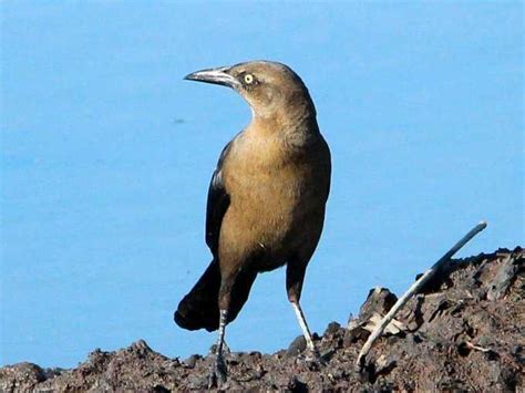 El Salvador Birds Julio Acosta On Twitter Zanate O Clarinero