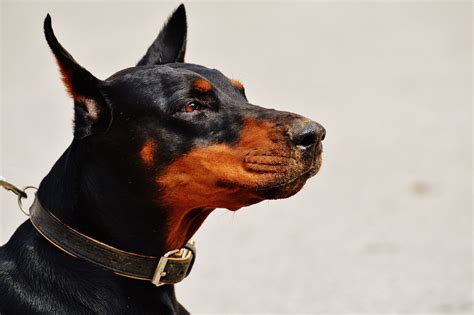 400+ Free Doberman Atack & Doberman Images - Pixabay