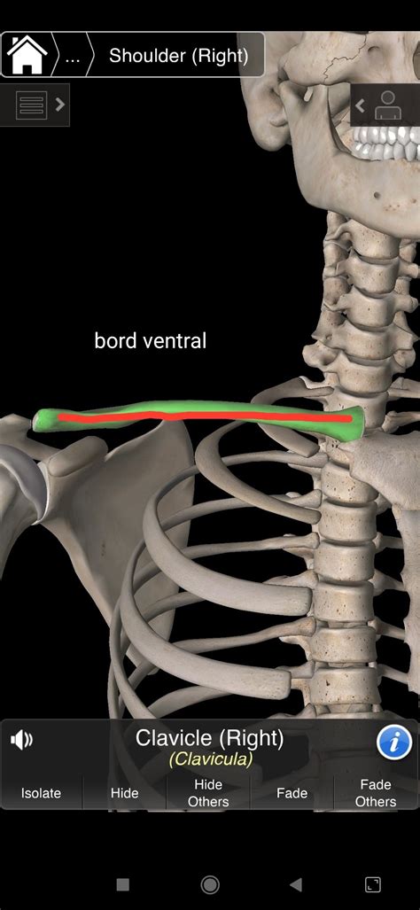 Bordface Ue5 Anatomie Tutorat Associatif Toulousain