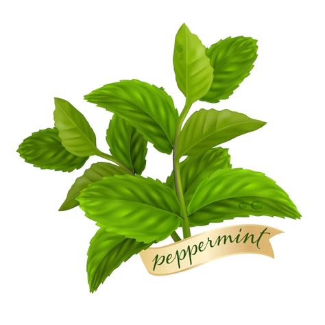 Feuille De Menthe Poivrée Huile Essentielle Nature Vecteur Premium