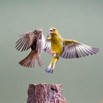 Free Images Nature Wing Wildlife Beak Action Hummingbird Yellow