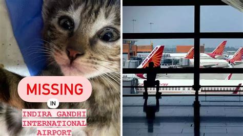 Air India Under Fire After Passengers Pet Cat Lost At Delhi Airport