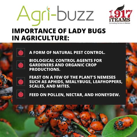 1917iteams Ladybugs Are Predator Insects These Bugs