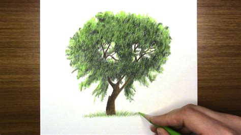 How To Draw A Tree Real Time Very Easy Colored Pencil Youtube