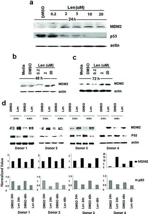 Lenalidomide Induces Mdm Expression And Down Regulates P In Del Q