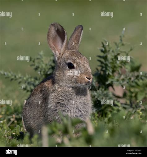 European Rabbit Common Rabbit Bunny Oryctolagus Cuniculus Sitting On