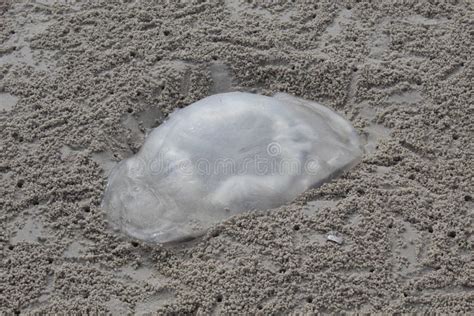 Dead Jellyfish on the Beach Stock Photo - Image of marine, death: 224630434