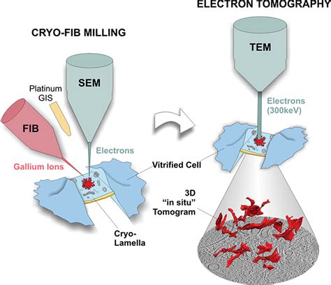 The Combination Of Cryo FIB And In Situ Cryo Electron Tomography