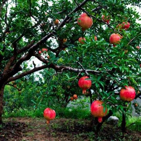 Pomegranate Nature Nursery Central India S Biggest Nursery In Indore