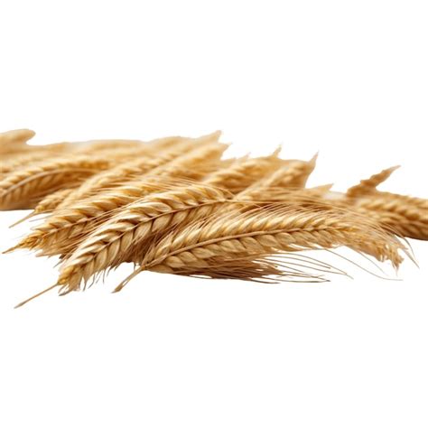 Premium Photo Wheat Ears And Seeds Realistic Vectors Collection