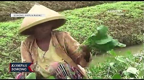 Petani Keluhkan Sayuran Kangkung Dan Sawi Sering Rusak Jika Cuaca Tak