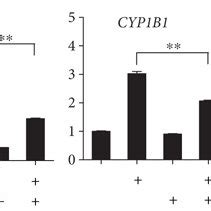 Crosstalk Of AHR And GR Mediated Expression In ARPE 19 A ARPE 19