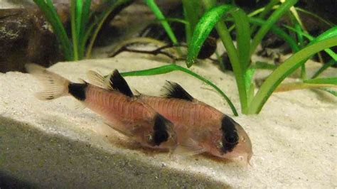 Panda Cory Catfish Care Guide & Habitat Tips