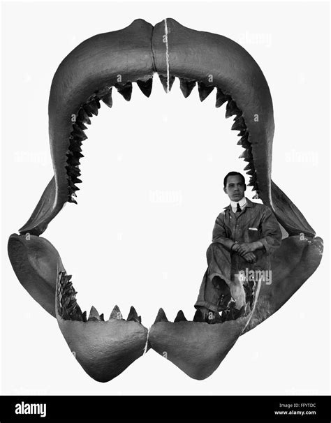 Fossil Megalodon Jaws Na Scientist Serves As A Scale Inside A