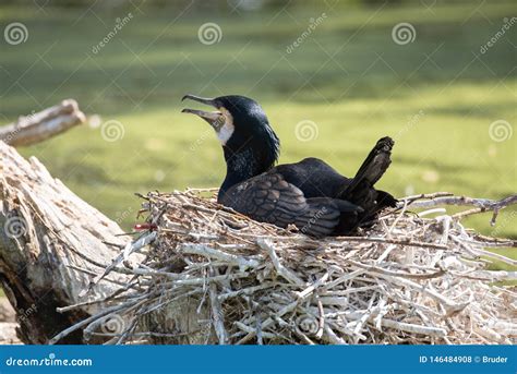 Grande Carbo Do Phalacrocorax Do Cormor O Foto De Stock Imagem De