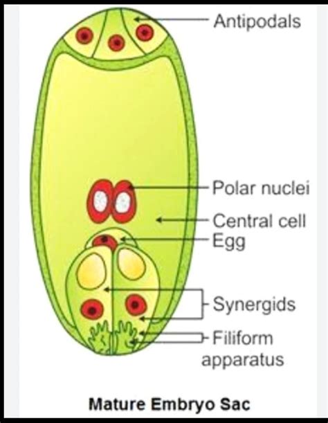 Embryo Diagram Labeled With Yolk Sac