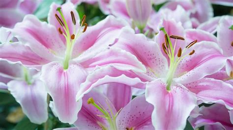 Premium Photo Pink Lily In The Garden Lily Joop Flowers Lilium