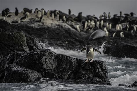 Reasons To Visit Antarctica Antarctica Photography Tours