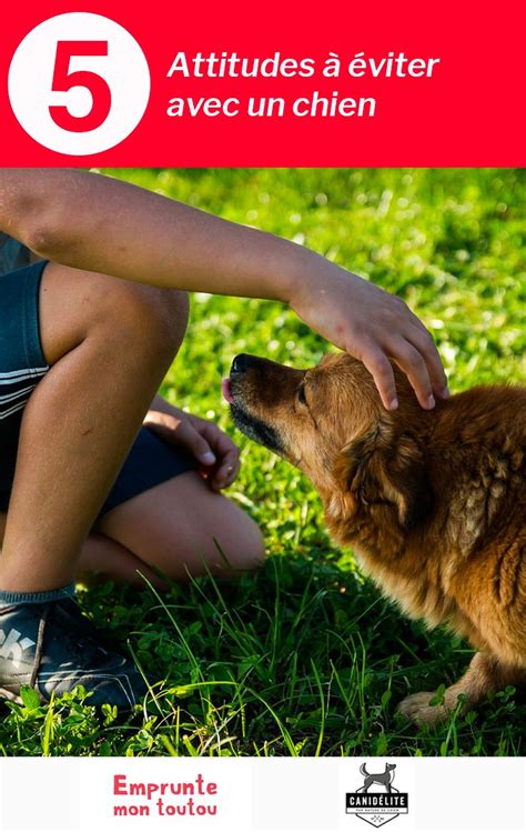 5 attitudes à éviter avec un chien Activités pour chien Chien