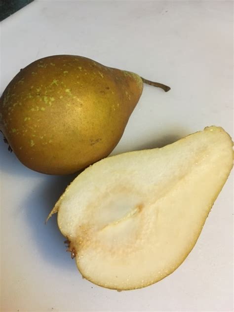 Sources For Concorde Pear Tree General Fruit Growing Growing Fruit