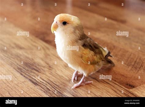 Small Yellow Parrot Standing On A Parquet In The House Stock Photo Alamy