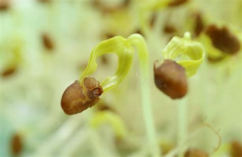 Water Spinach Hydroponic Microgreens Grown As Houseplant Being Watered