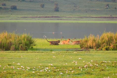 A Safari Guide to the Ngorongoro Crater in Tanzania - Lost on Safari