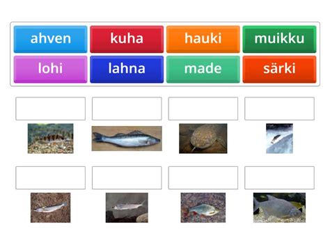 Suomen kalalajit - Match up