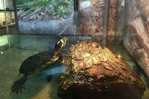 Yellow Bellied Slider Care Guide Diet Size And Tank Set Up