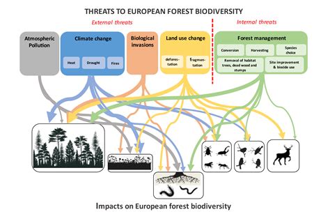 Wie können wir Biodiversität in den Wäldern Europas effektiv