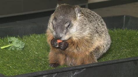 Groundhog Day in Ohio: Meet Buckeye Chuck | wkyc.com