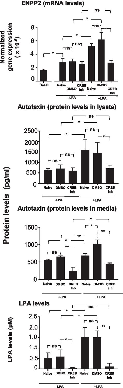 Effect Of Creb Inhibitor Creb Inh On Autotaxin Enpp Expression