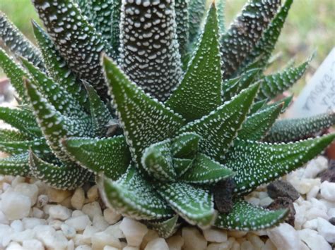 Haworthia Attenuata Var Radula A Photo On Flickriver