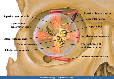 Orbital Apex Medlink Neurology