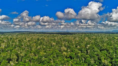 Reserva Biol Gica De Sooretama Tema Do Epis Dio De Parques Do Brasil