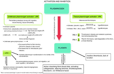 Diverse functions of plasminogen activation system. | Download ...