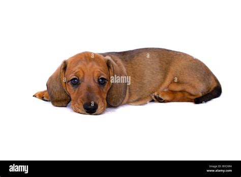 Miniature Dachshund Puppy Stock Photo Alamy