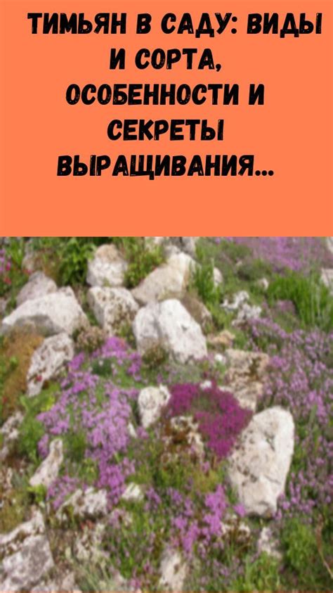 Тимьян в саду: виды и сорта, особенности и секреты выращивания | Тимьян ...