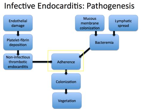 Infective Endocarditis Pathogenesis