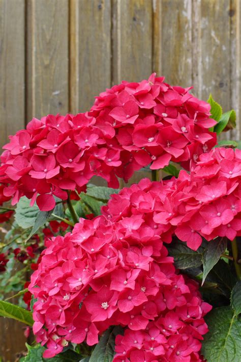 Hydrangea Hues: Understanding Color in Your Hydrangea Garden ...