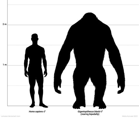 Gigantopithecus Size Estimate By Osmatar On Deviantart