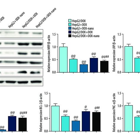 Protein Expressions Of Drug Efflux Transporters Mrp Lrp Bcrp Bcl