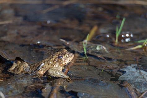 Sapo Comum Bufo Bufo Saindo Do Lago Foto De Stock Imagem De Wildlife